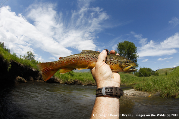 Flyfisherman holding brown trout