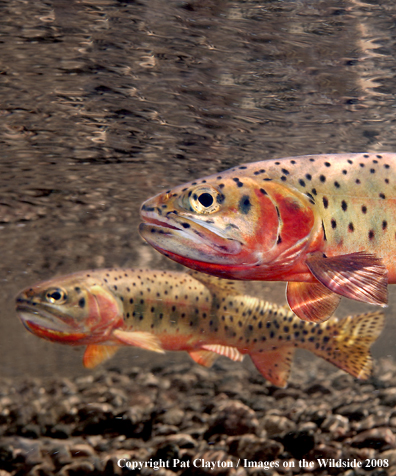 Cutthroat Trout