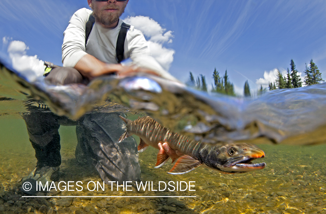 Dolly Varden underwater.