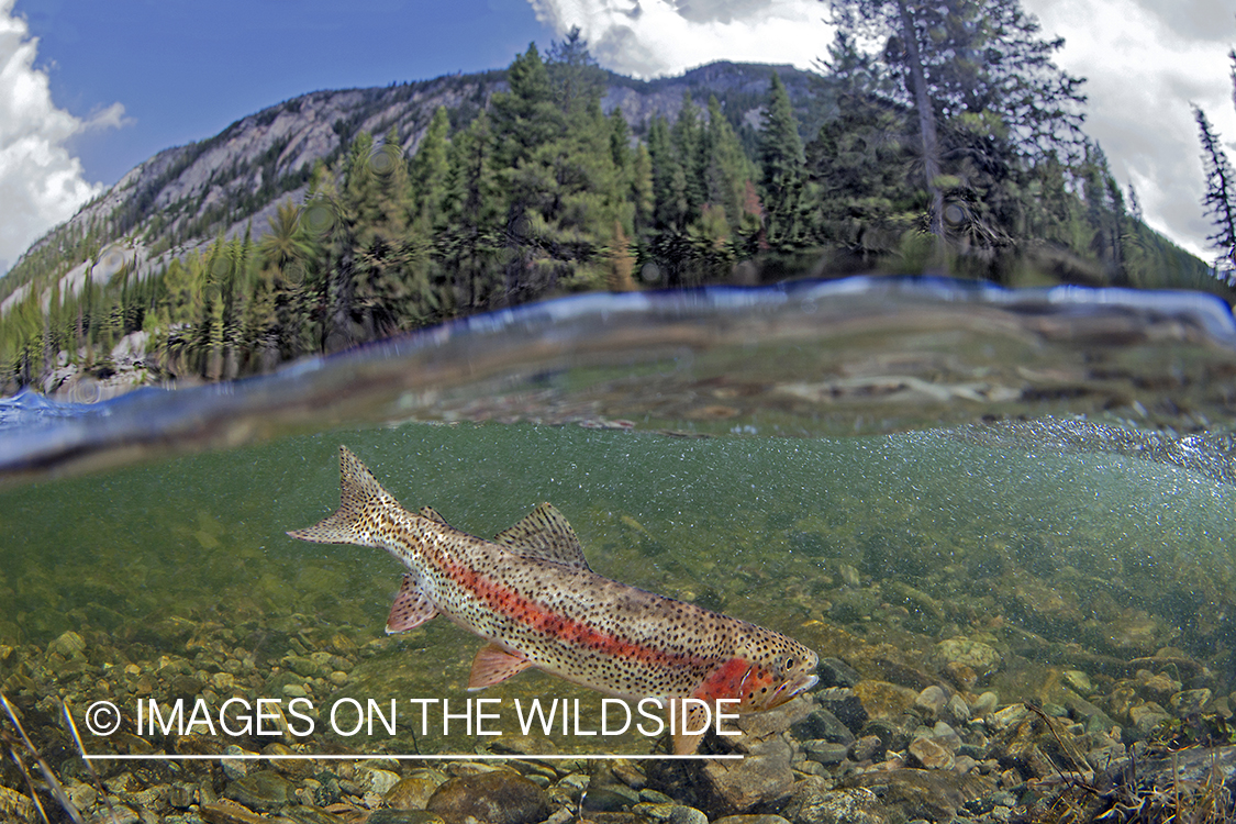 Rainbow Trout