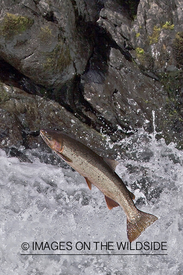 Steelhead fish jumping up stream during migration. 