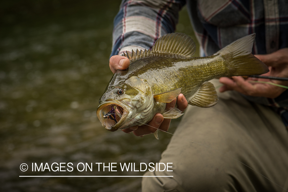 Smallmouth bass with hook in mouth.