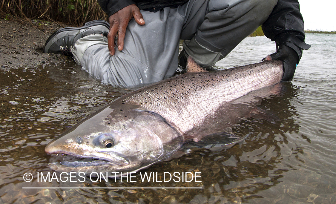 King Salmon on Bristol Bay.