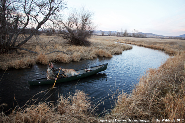 Duck hunter and yellow labrador retriever in canoe. 