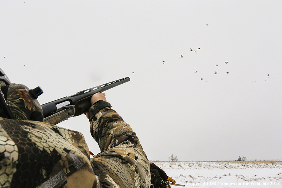 Waterfowl hunter shooting ducks.