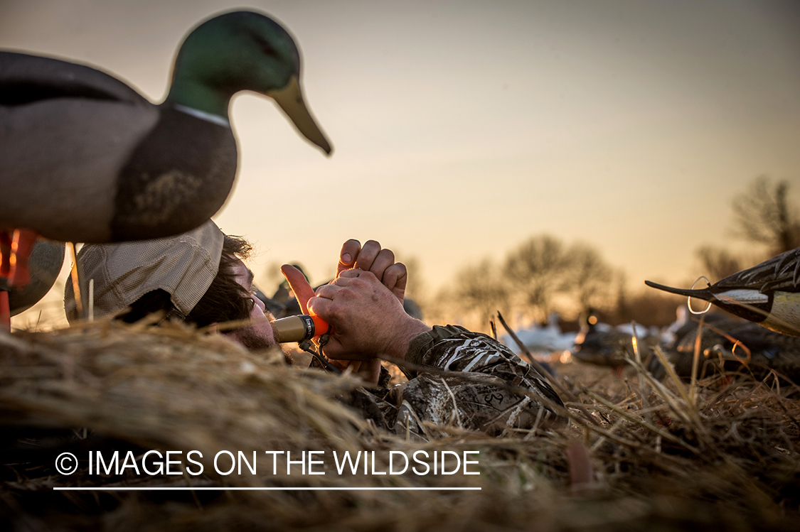 Duck hunter in blind calling in ducks.