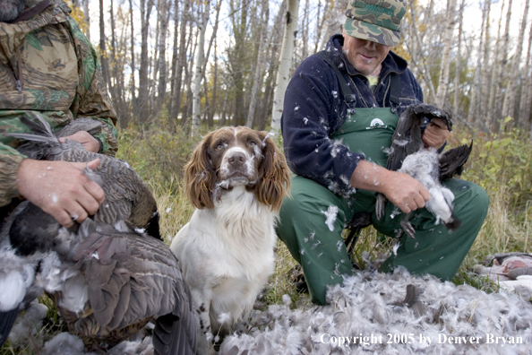 Goose hunters cleaning geese with springer spaniel in feathers.