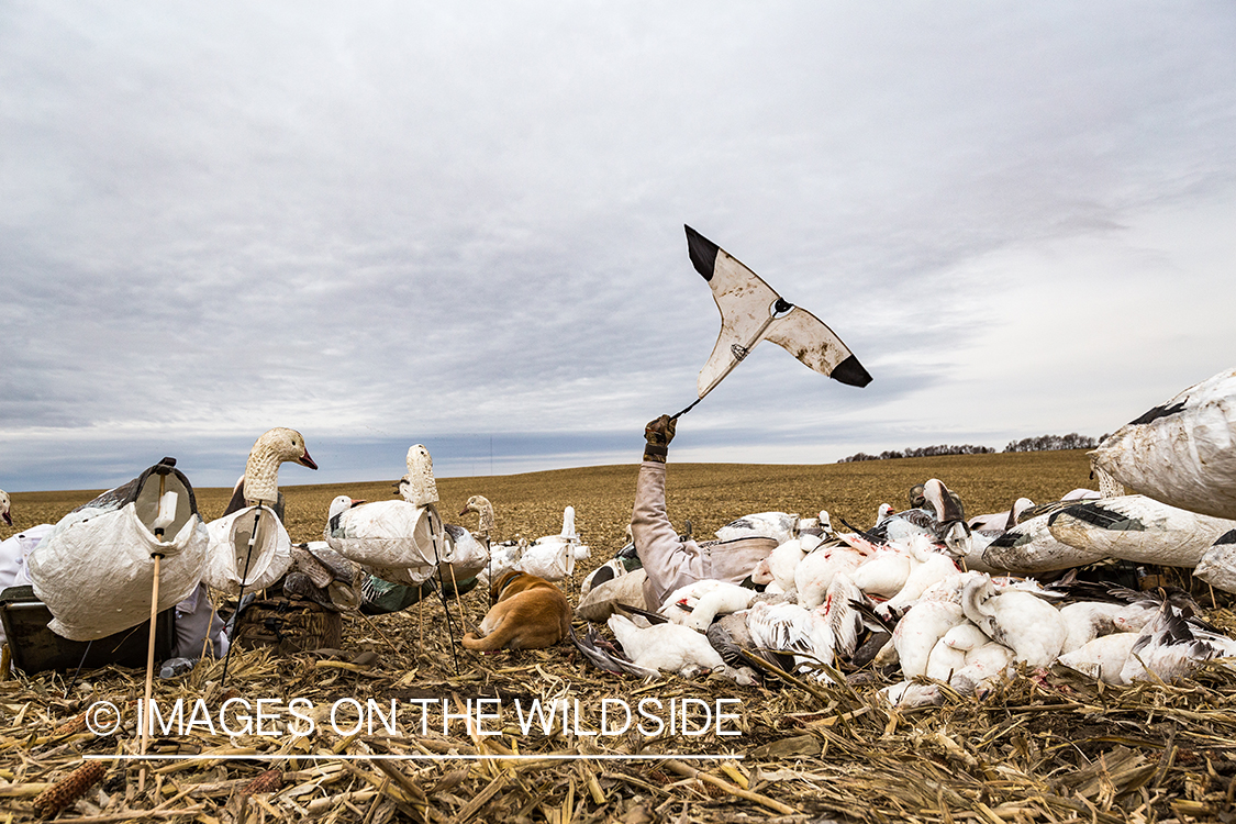 Hunter decoying geese.