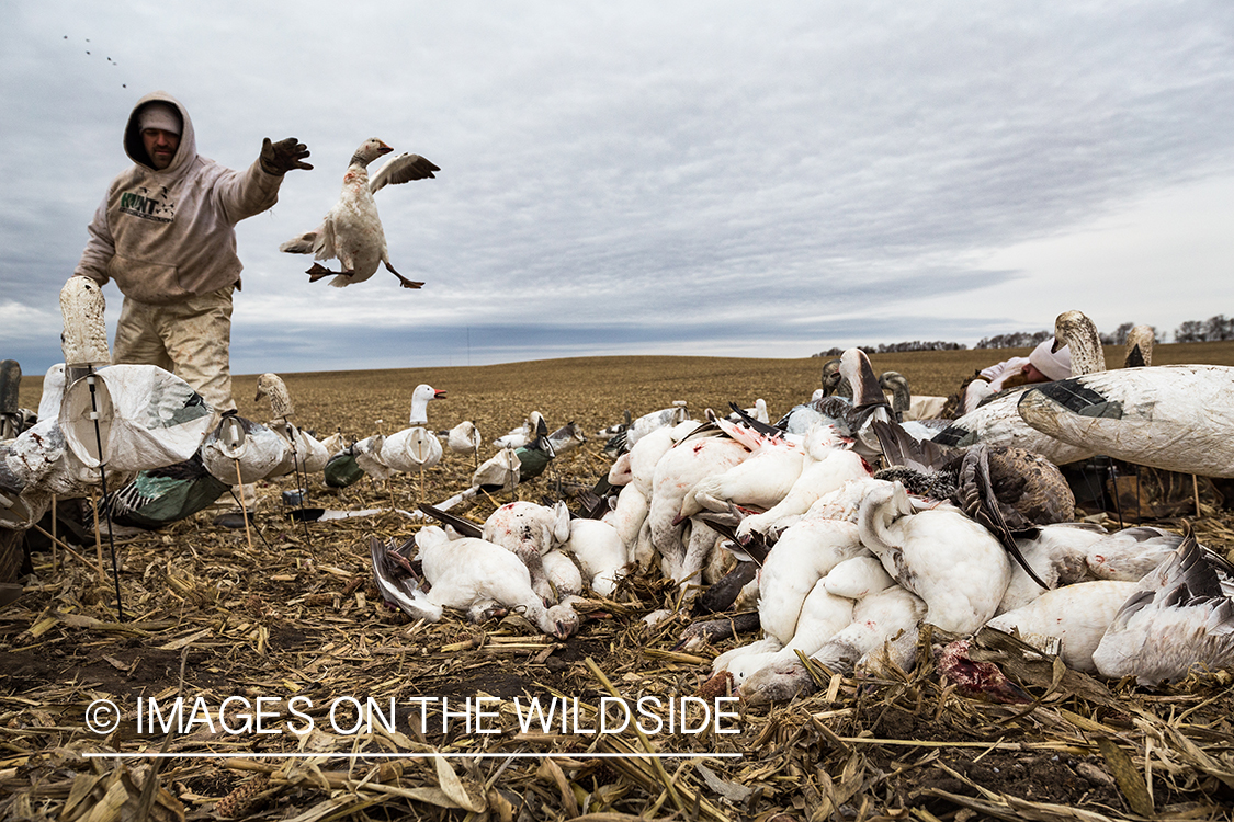 Hunter in field with newly bagged geese.