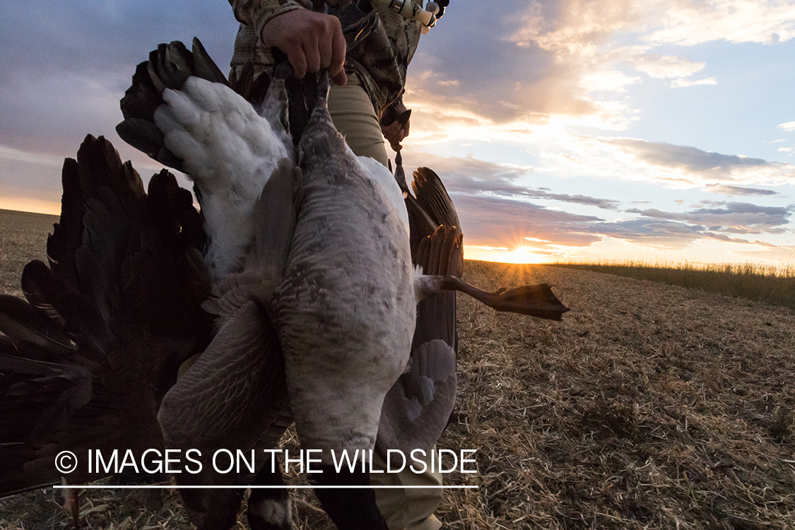 Hunter with bagged Canada goose.