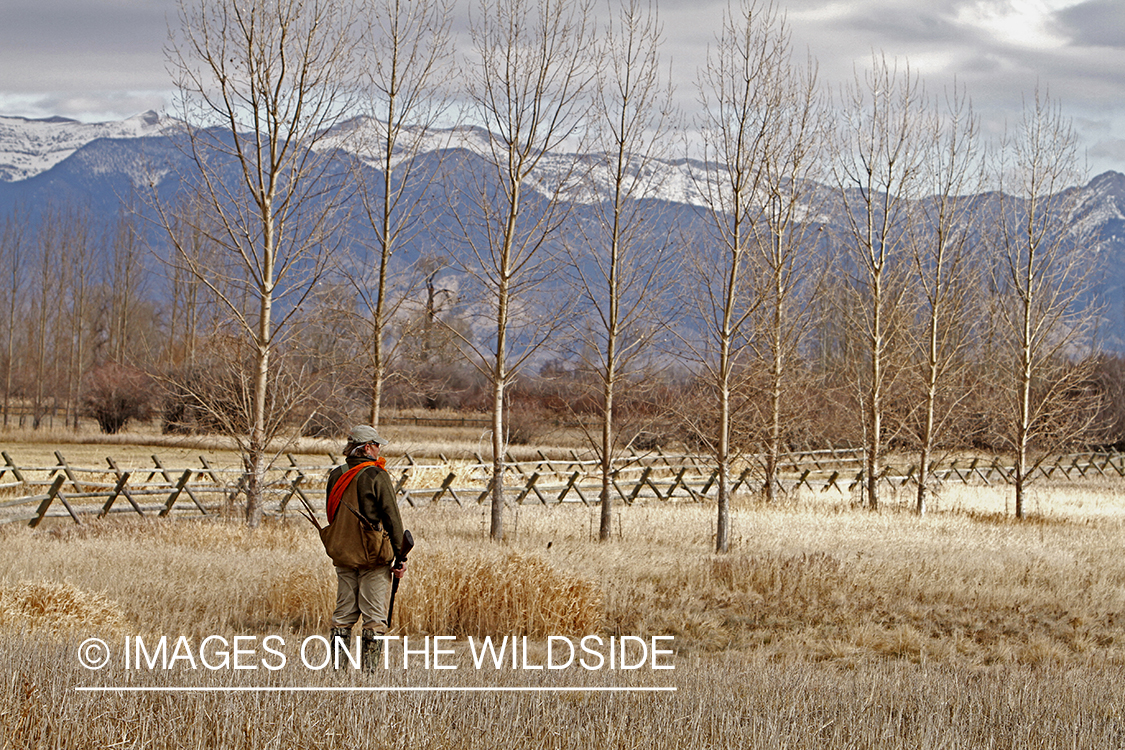 Pheasant hunter in field. 