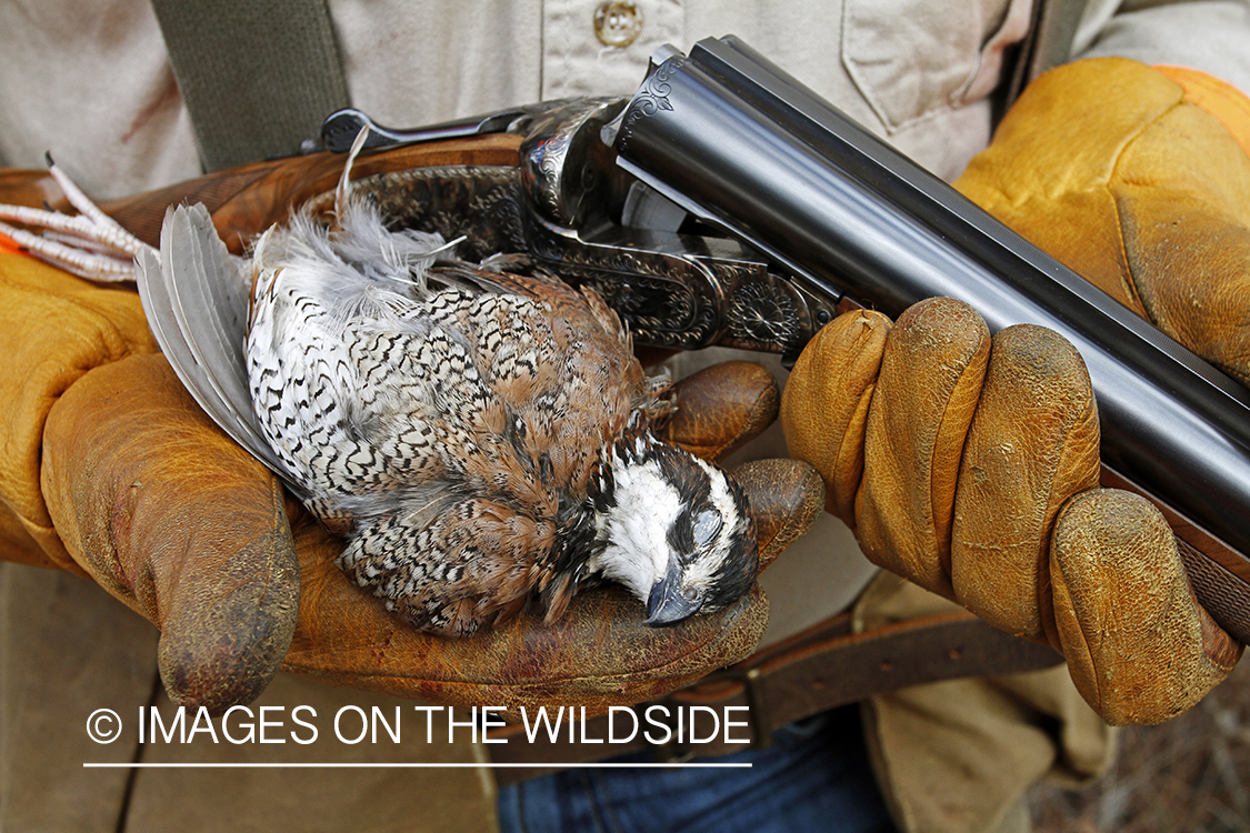 Bobwhite quail hunter with bagged bobwhite quail.