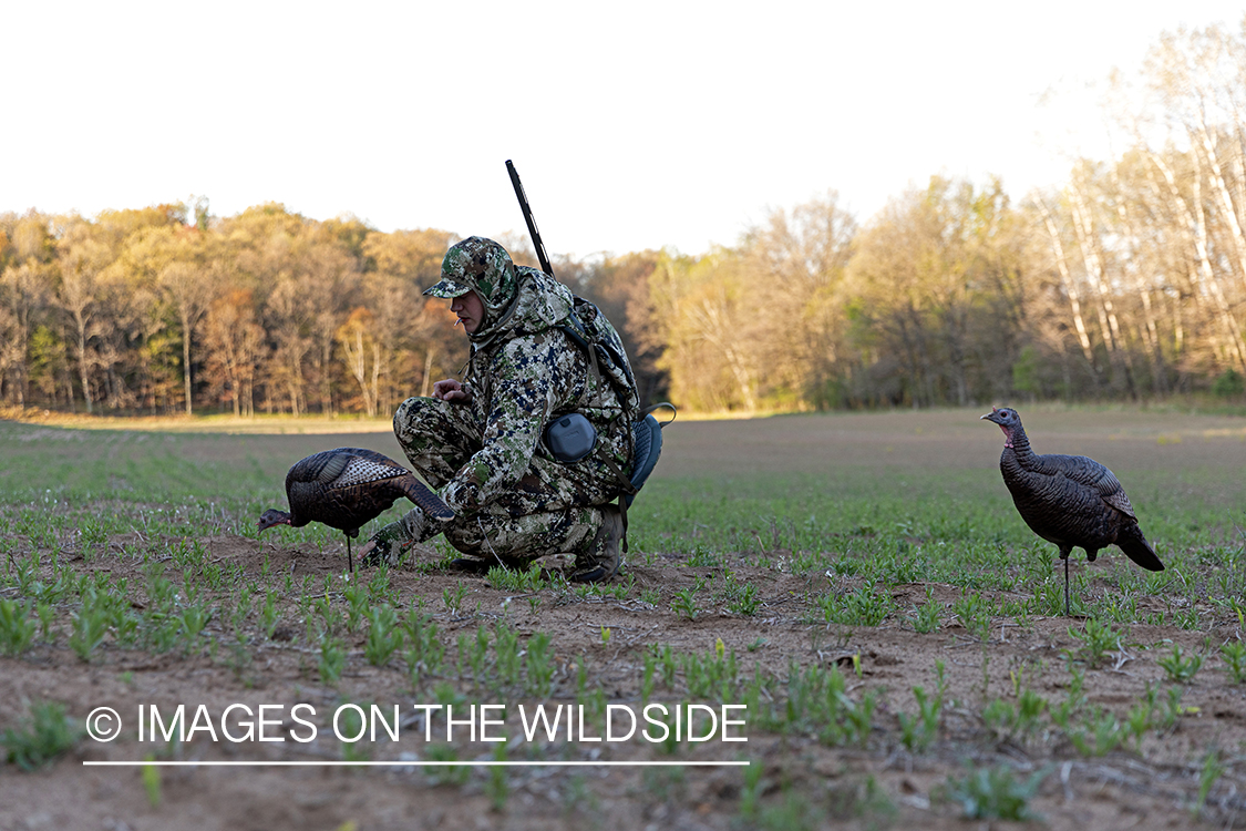 Hunter setting up turkey decoy.