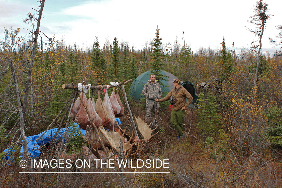 Hunters in camp with butchered moose. 