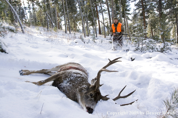 Mule deer hunter walking towards downed buck.