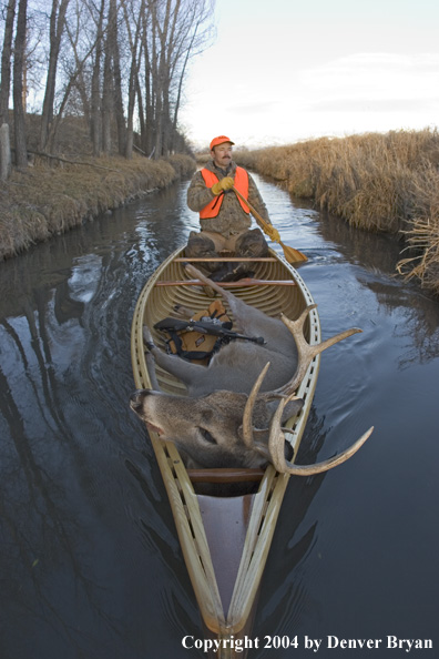 Big game hunter paddling canoe with bagged white-tailed deer in bow.