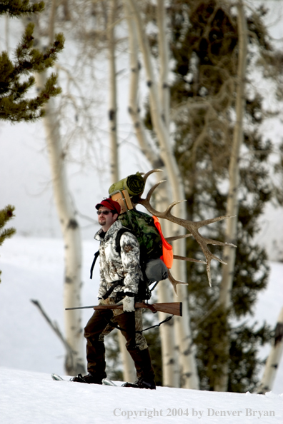 Big game hunter packing elk rack out on snowshoes.