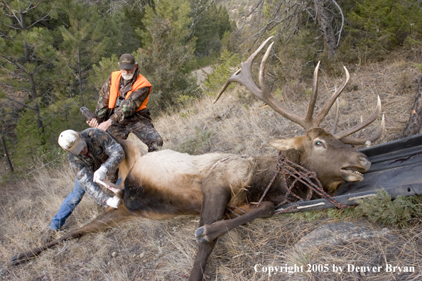 Elk hunters dragging bagged elk through woods.