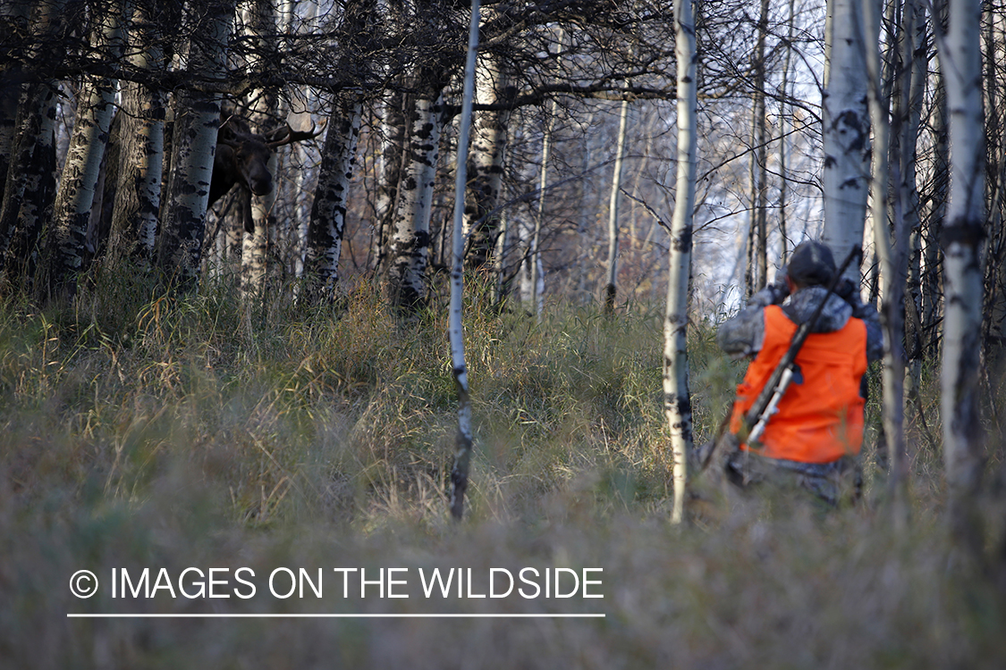 BIg game hunter tracking moose. 