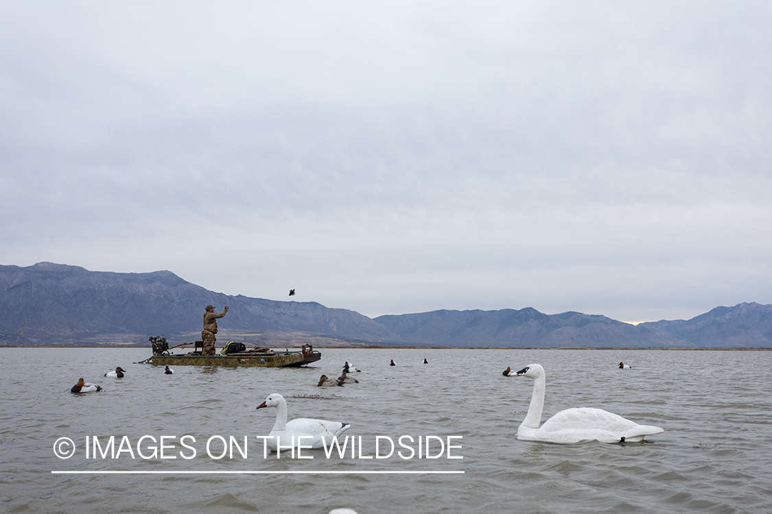 Hunting Tundra Swans and Ducks in Bear River region in Utah.