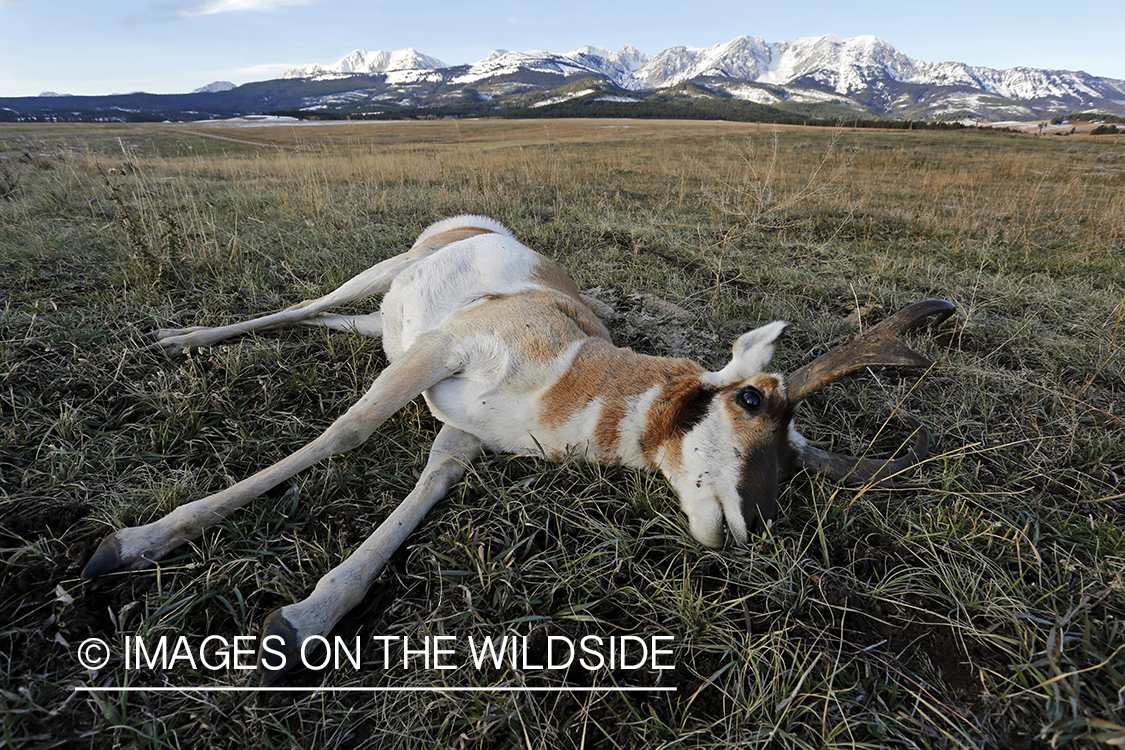 Recently downed antelope buck in field. 