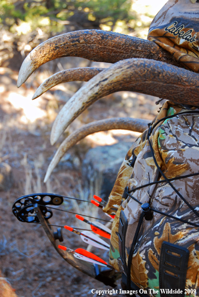 Bowhunter in field with elk rack.