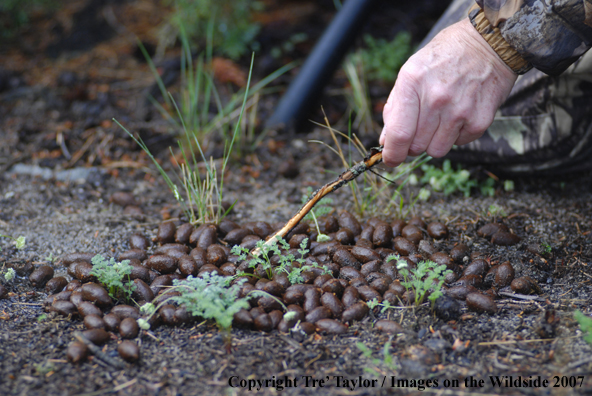 Bowhunter examining droppings