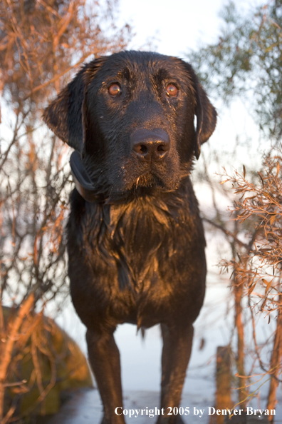 Black Labrador Retriever in field.