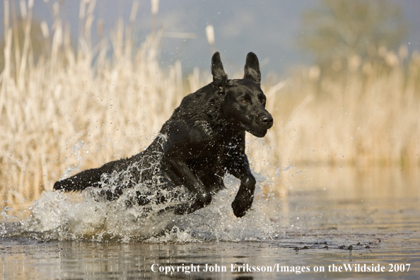 Black Labrador Retriever