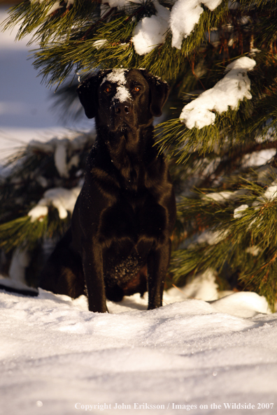 Black Labrador Retriever in field