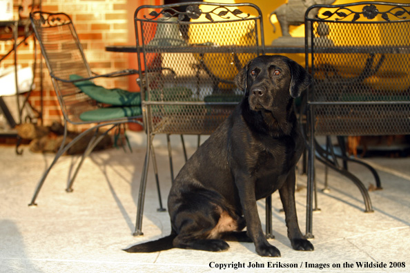 Black Labrador Retriever 