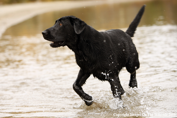 Black Labrador Retriever