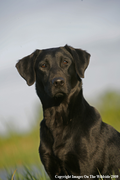 Black Labrador Retriever in field