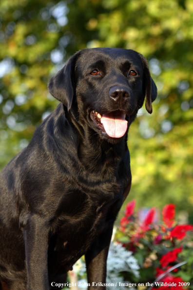 Black Labrador Retriever 