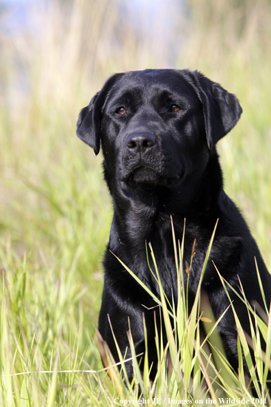 Black Labrador Retriever.