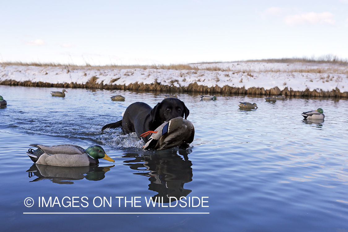 Black Labrador retrieving bagged mallard.