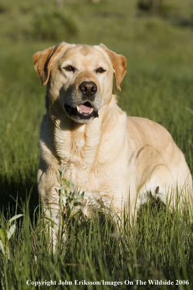 Yellow Labrador Retriever.