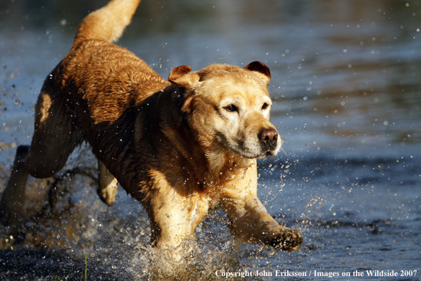 Yellow Labrador Retriever in field