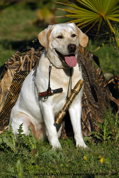 Yellow Labrador Retriever in field