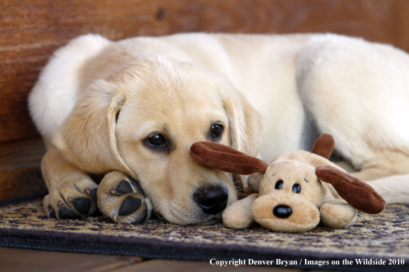 Yellow Labrador Retriever Puppy with toy