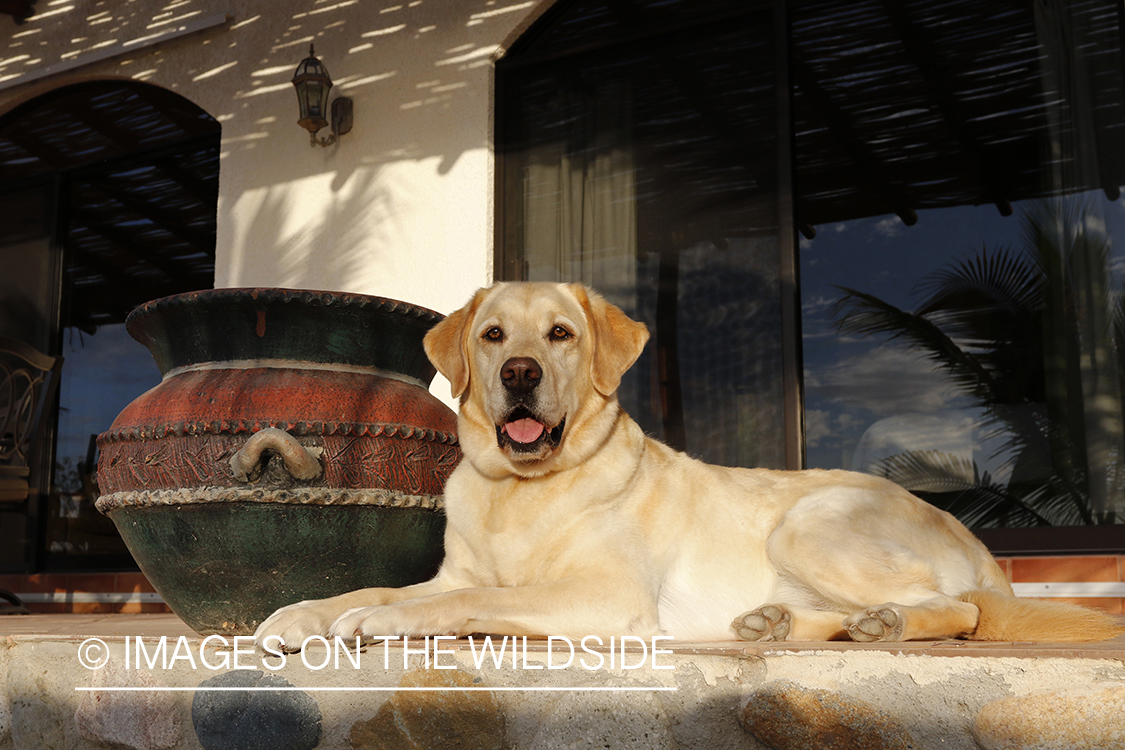 Yellow lab on deck.