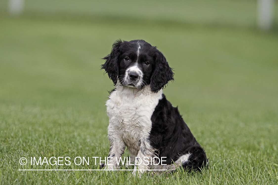 English Springer Spaniel Puppy