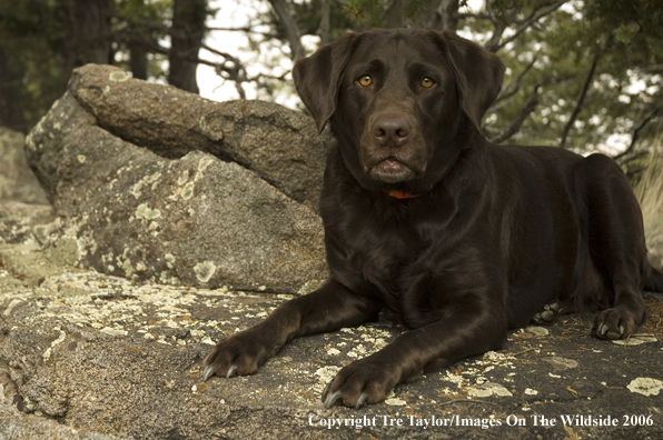 Chocolate Labrador Retriever.