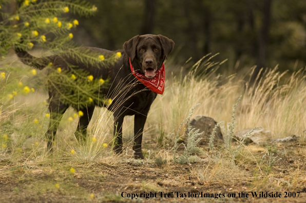 Chocolate labrador 