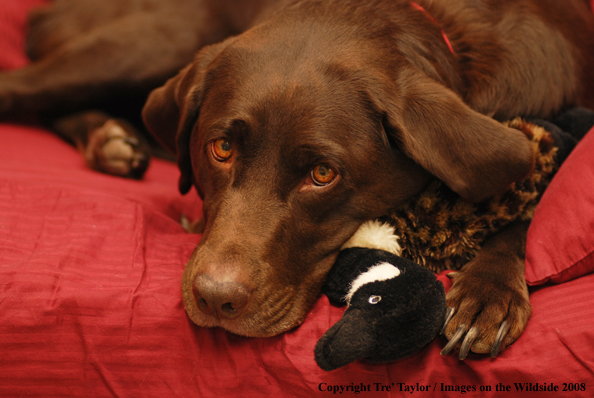 Chocolate Labrador Retriever