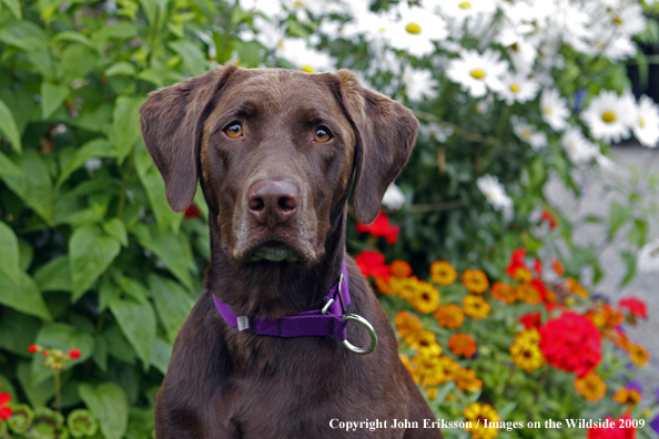 Chocolate Labrador Retriever 