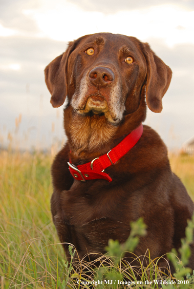 Chocolate Labrador Retriever