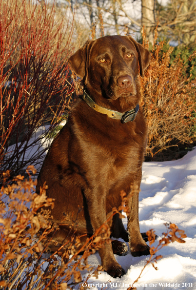 Chocolate Labrador Retriever