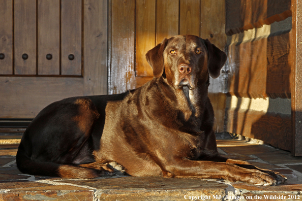 Chocolate Labrador Retriever.