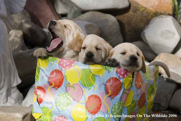 Yellow Labrador Retriever puppies.